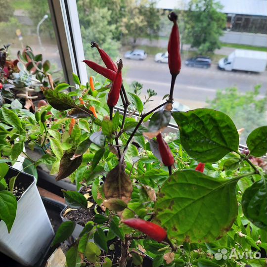 Перчик острый съедобный