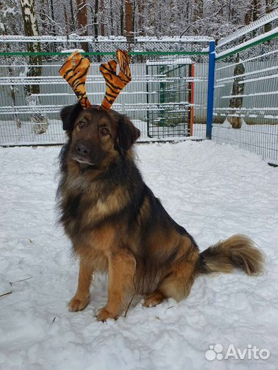 Собака-друг в хорошие руки