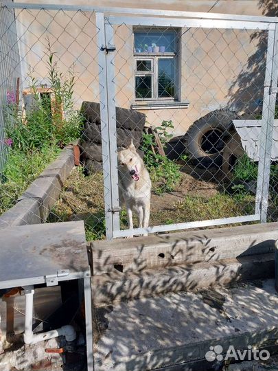 Западно сибирская лайка