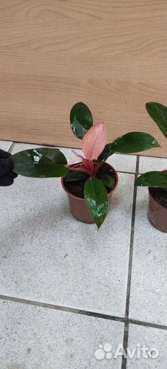 Филодендрон