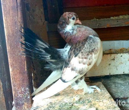 Голуби оптом. Цена указана за всех