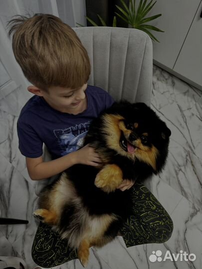 Вязка-Померанский шпиц