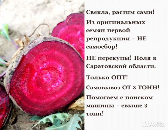 Свекла оптом