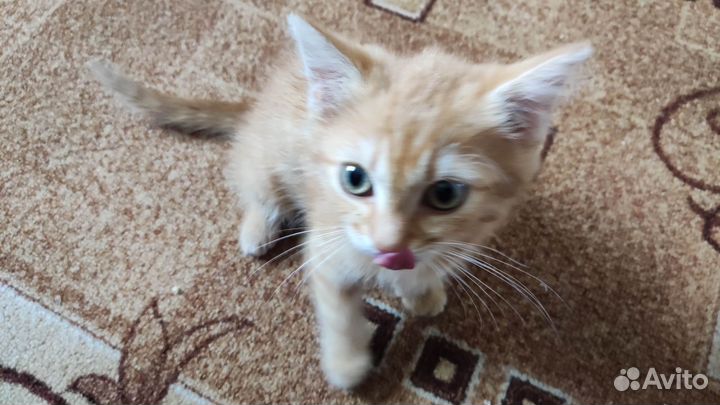 Котёнок мальчик
