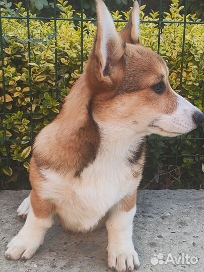 Мальчик Корги