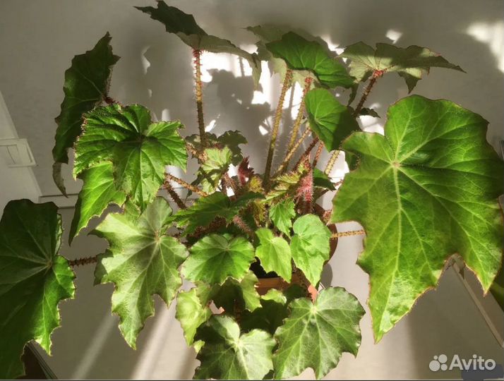 Бегония королевская борщевиколистная, роскошная