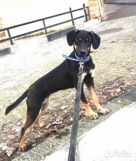 Щенок ищет семью