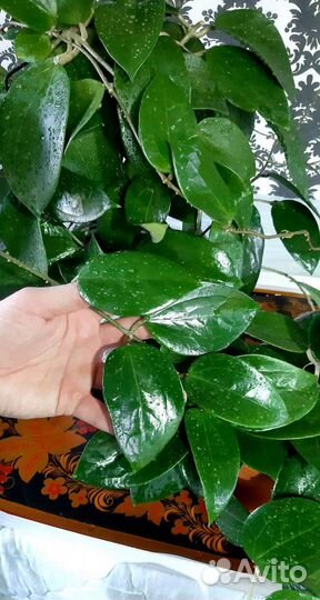 Хойя H. Pottsii Chiang Mai23