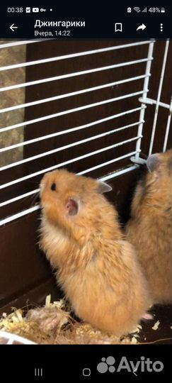 Сирийский хомяк