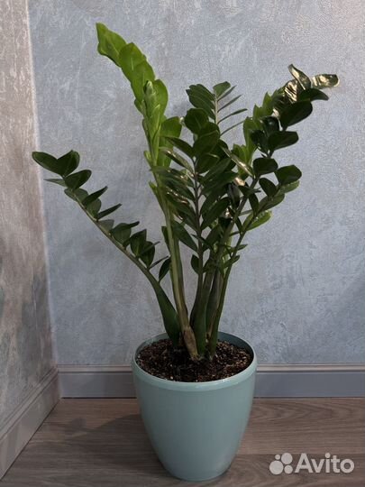 Продам Замиокулькасы