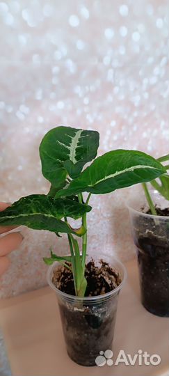 Сингониум вендланда