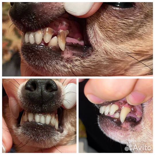 Груминг собак и кошек