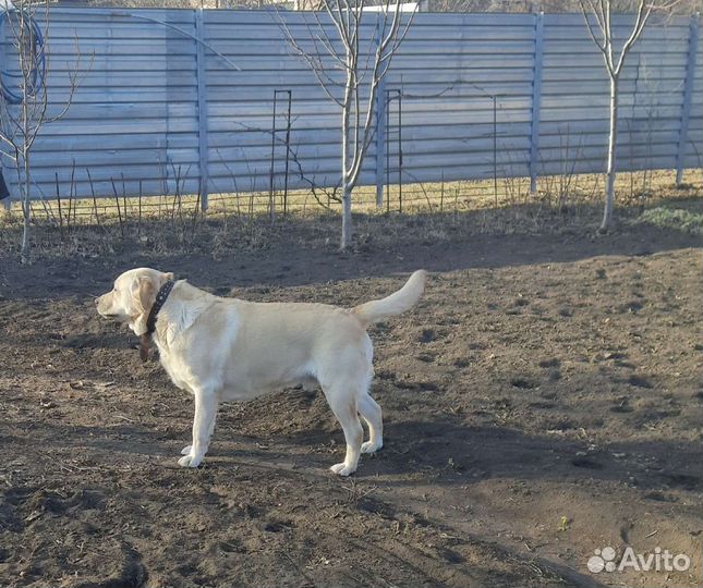 Лабрадор вязка