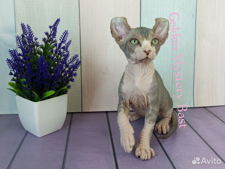 Сфинкс Эльф