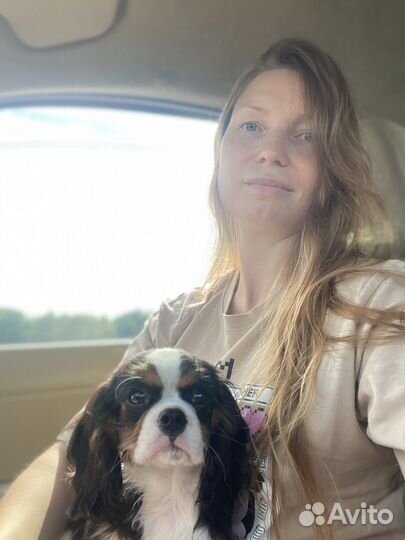 Щенки кавалер кинг чарльз спаниель триколор