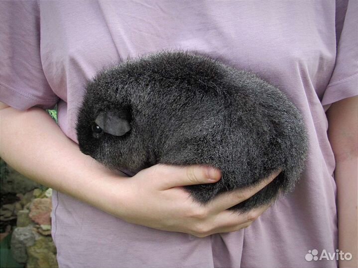 Морская свинка американский тедди