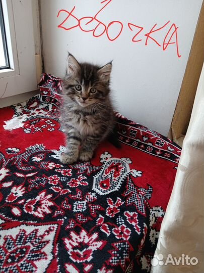 Котята мейн-кун