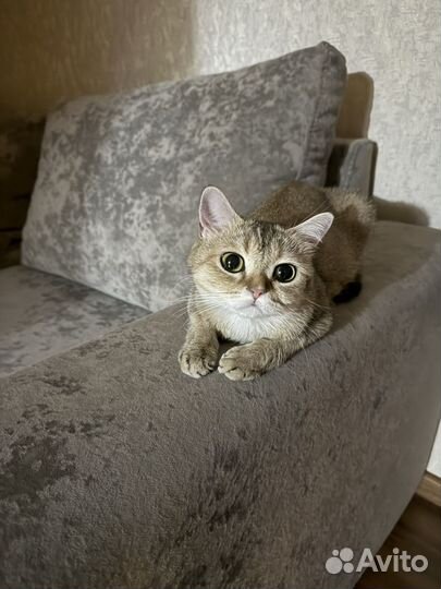 Шотландская золотая шиншилла