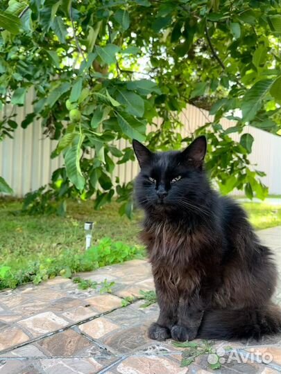 Брутальный кот ищет достойных хозяев