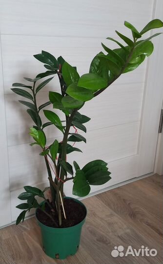 Замиокулькас