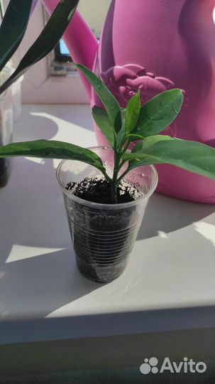 Хойя мультифлора, черенок