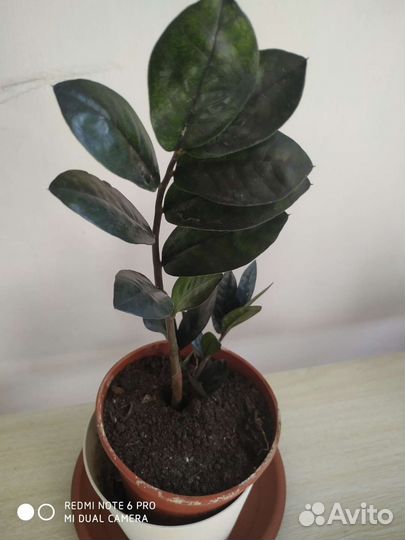 Замиокулькас равен. (Черный)