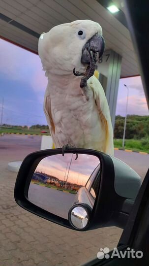 Консультации по содержанию попугаев