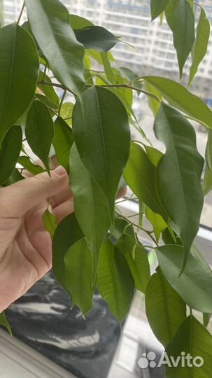 Фикус бенджамина