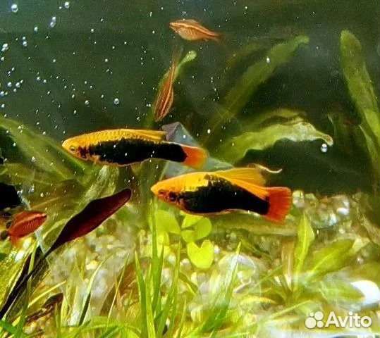 Сaпфирoвый попугай Пецилия Гавайская Корм для рыб