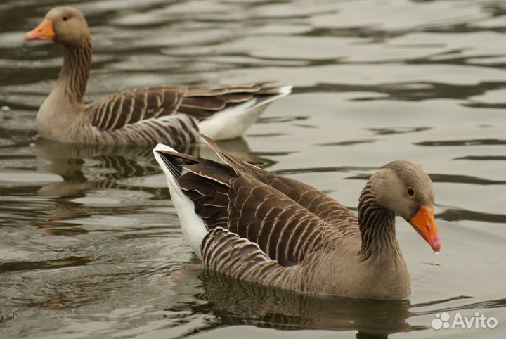 Домашние гуси