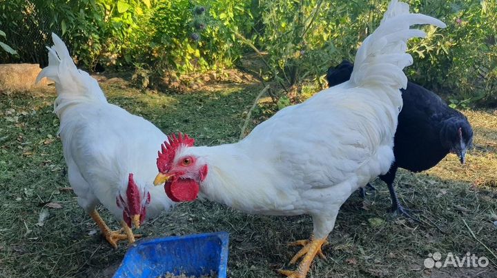 Петух Лениградский Белый