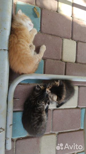 Котята 1,5мес