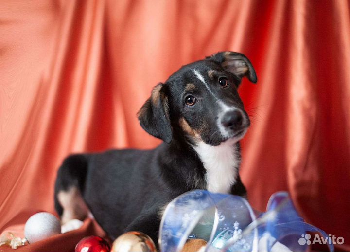 Максус ищет дом