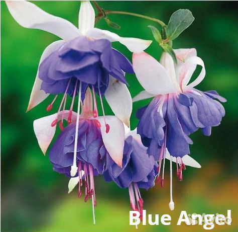 Фуксия сортовые: Blue Angel и др