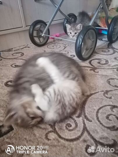 Шотландские прямоухие котята