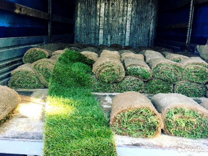 Газонная трава. Ландшафтный дизайн