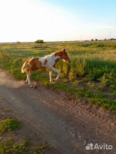 Продам кобылу