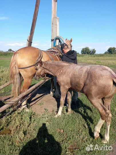 Кобыла с жеребенком