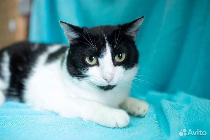 Кошечка в дар