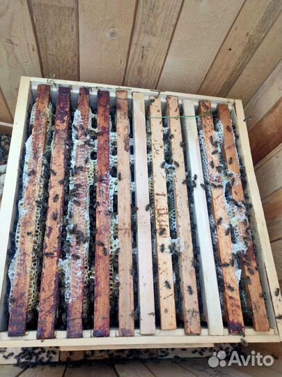 Псковский натуральный мёд с личной пасеки 2023