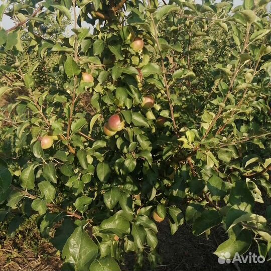 Саженцы яблони с комом крупномеры