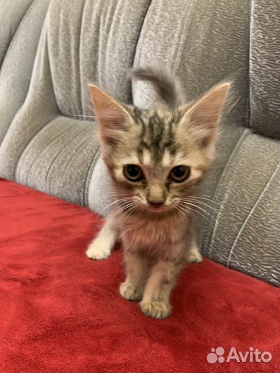 Котята в добрые руки даром