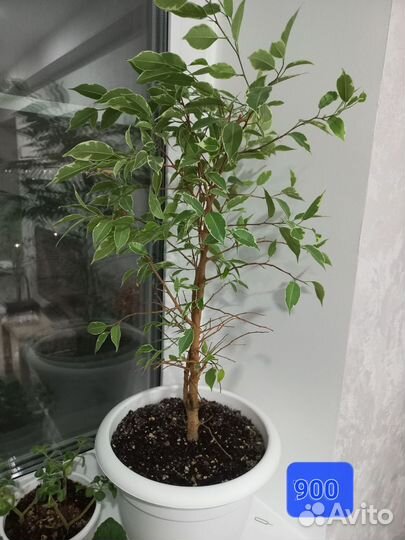 Комнатные цветы