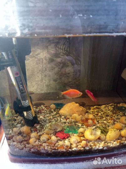 Аквариум