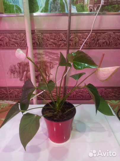 Антуриум фентези love