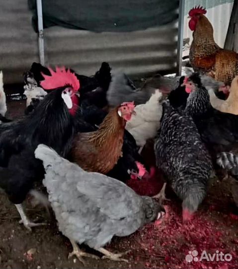 Инкубационное яйцо