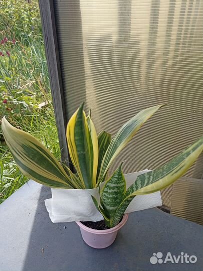 Сансевиерии