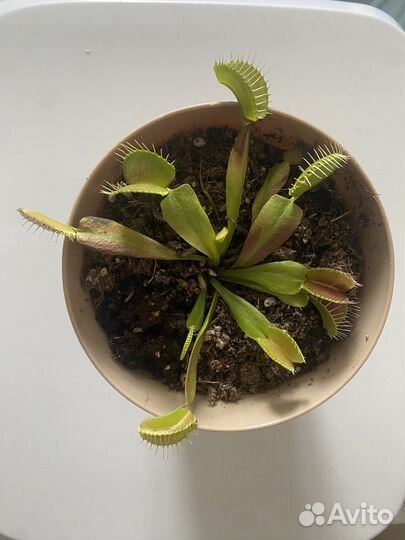 Венерина мухоловка (Дионея Мусципула)