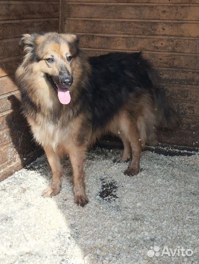 Пушистый красавец ищет дом в добрые руки