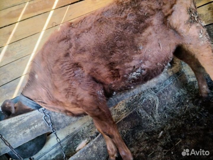 Тёлка 10-11 мес